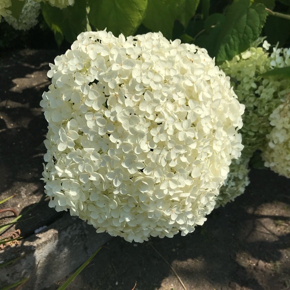 Meet your Posher, Vivian - Picture 1 of 1